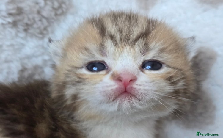 British Shorthair cats - Advert 13