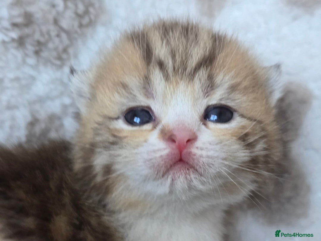 British Shorthair cats for sale: 1 BOY LEFT TICA reg BSH and BLH kittens - Advert 28