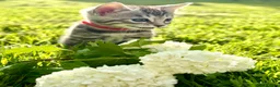 Bengal cats for sale: Beautiful Bengal kittens  - Advert 8
