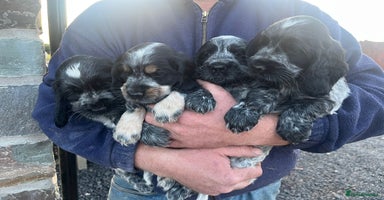 Cocker Spaniel dogs - Advert 2