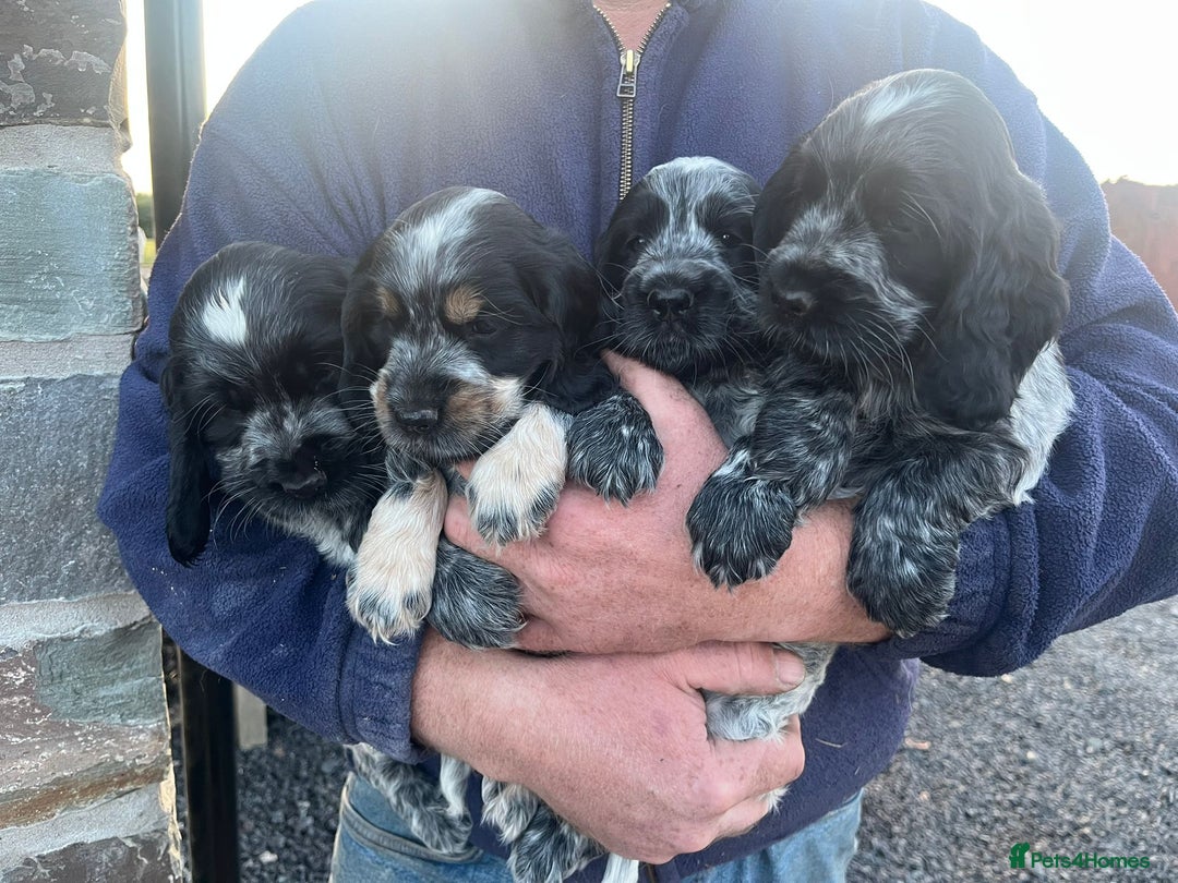 Cocker Spaniel dogs for sale: KC registered Show Type Cocker Spaniels - Image 18