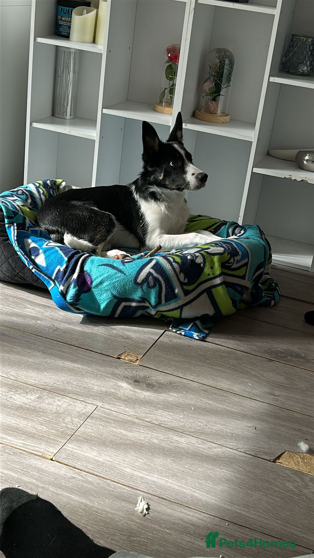 Border Collie dogs for sale: Dog for sale - Advert 2