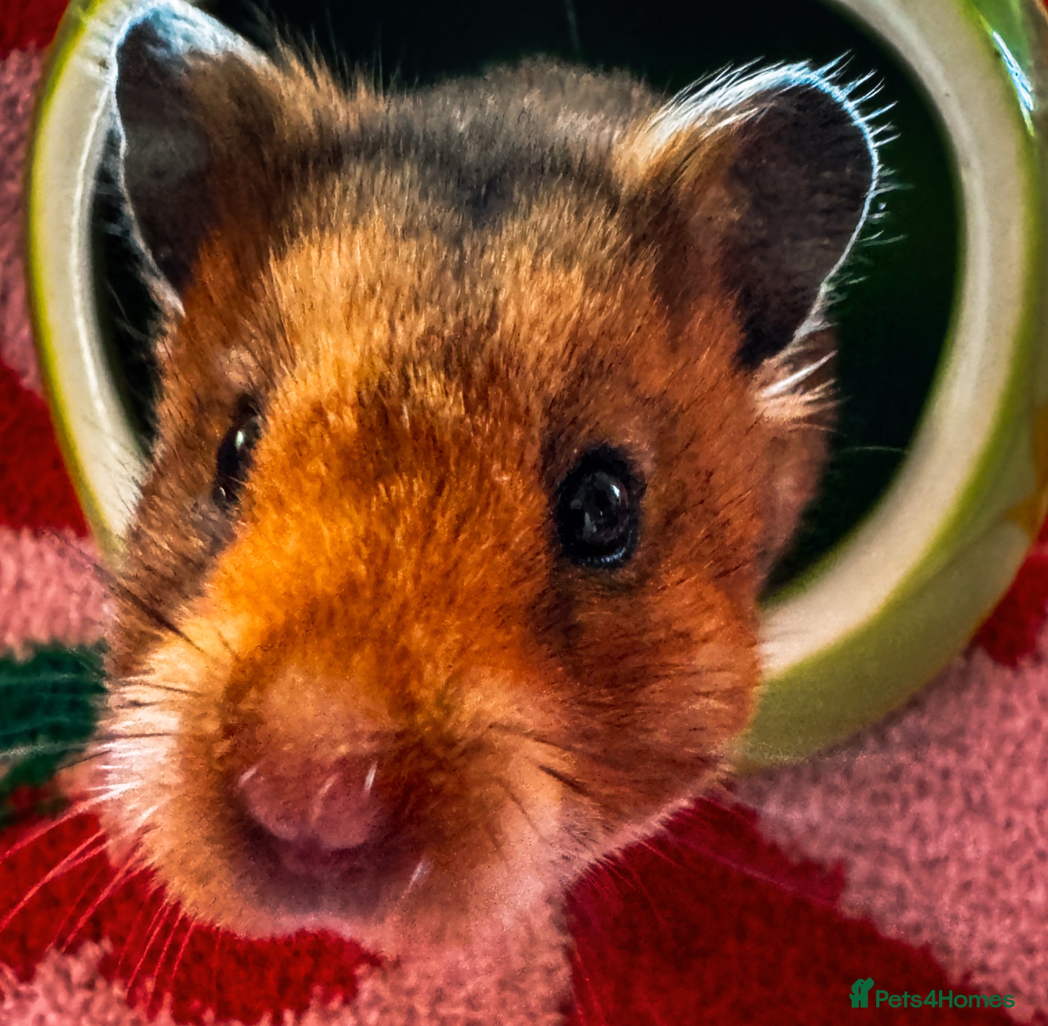 Hamster rodents Golden Umbrous Short Haired Male Pup - Advert 1