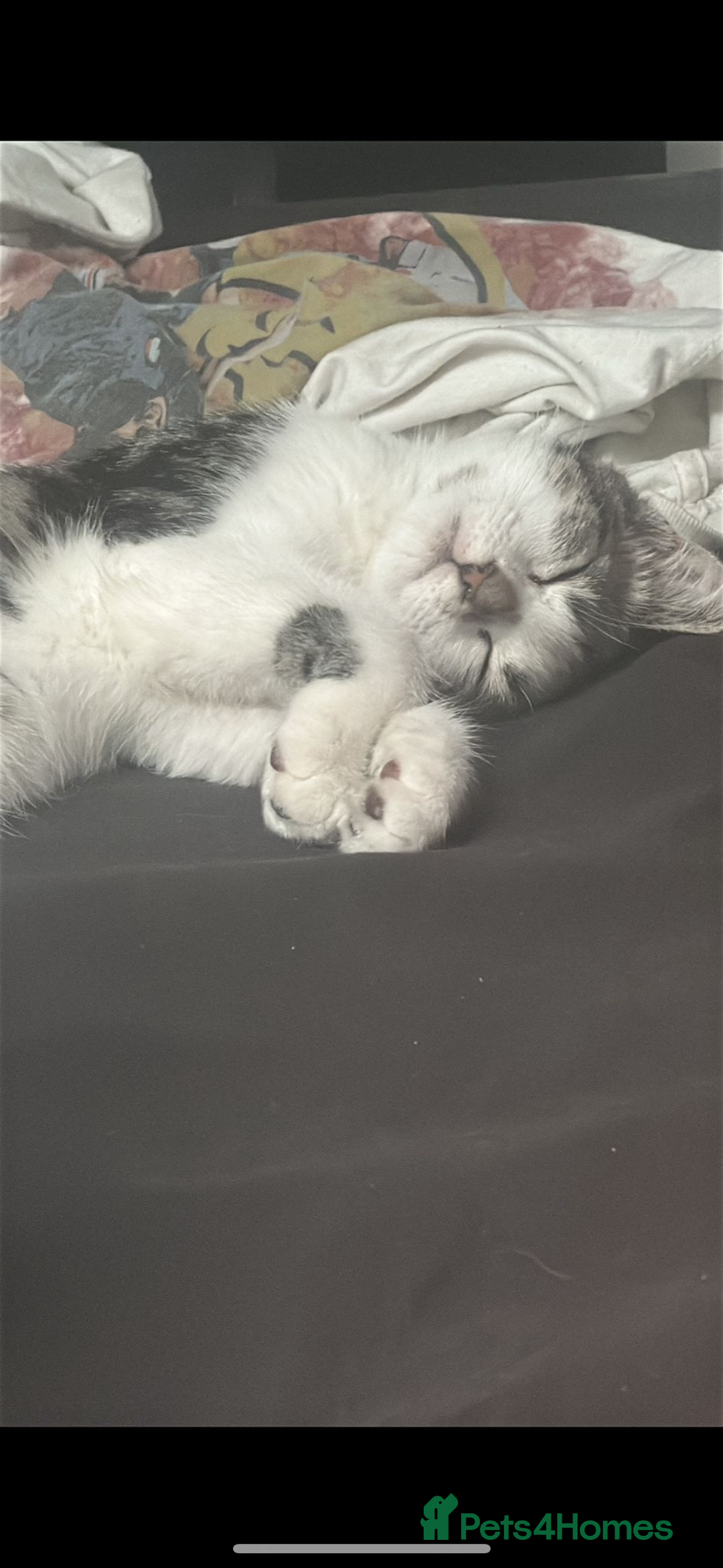 Mixed Breed cats for sale: Phoebe, 10 Months Old 🐾 🩷 - Advert 17