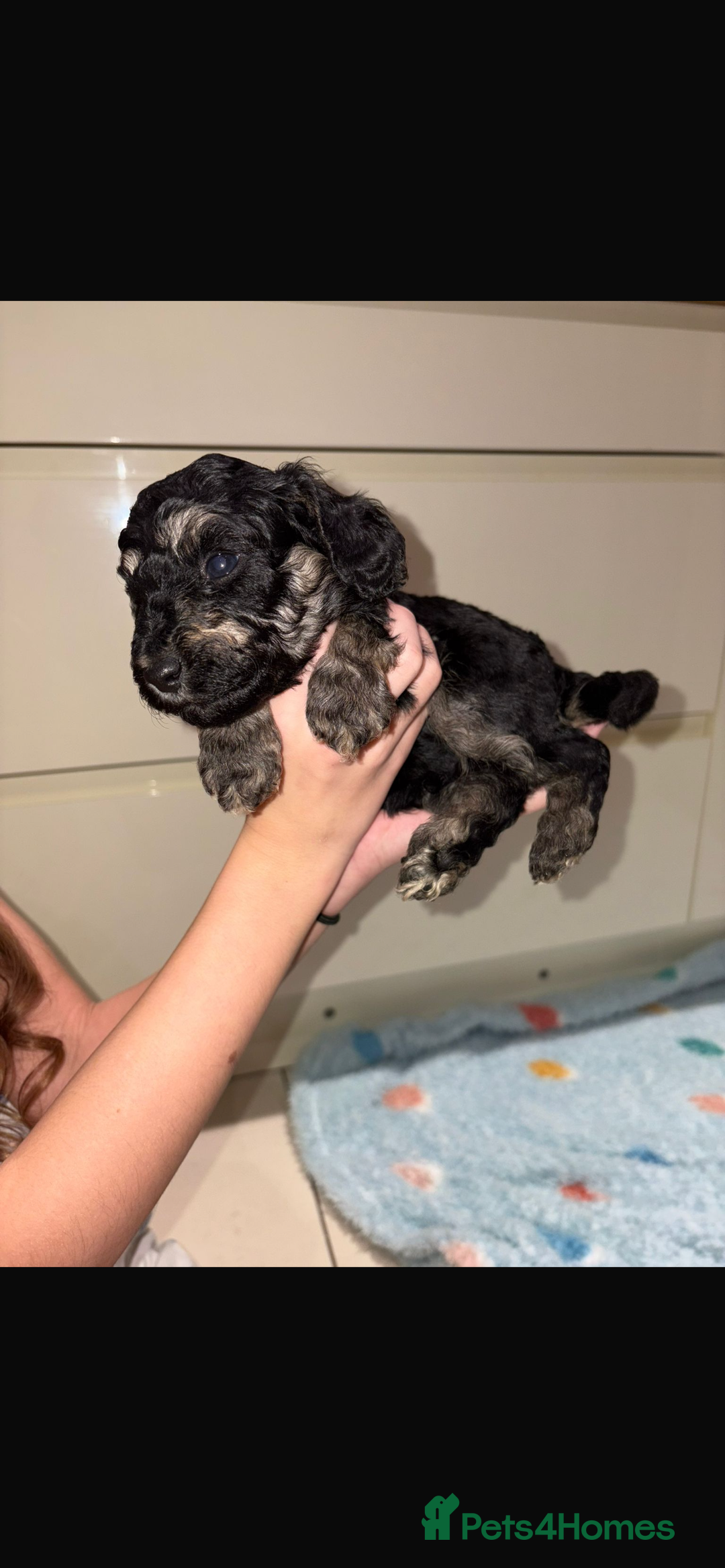 Miniature Poodle dogs for sale: Miniature Merle poodle puppies 🌈🐶❤️ - Advert 14