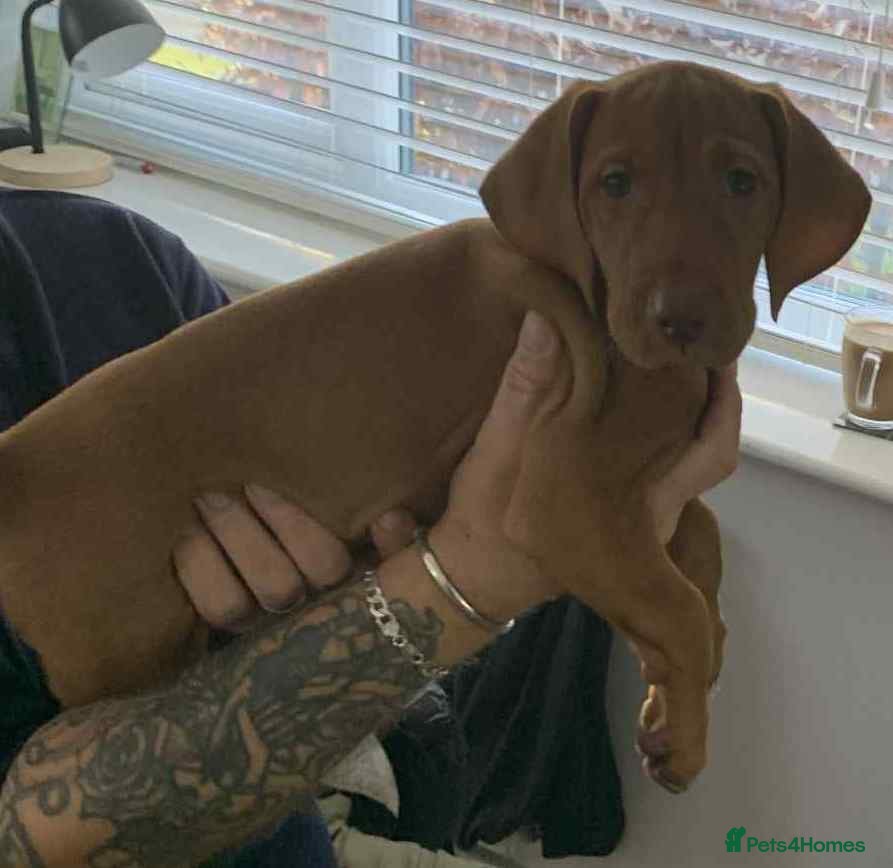 Hungarian Vizsla dogs KC Hungarian Vizsla puppy - Advert 10