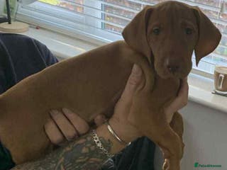 Hungarian Vizsla dogs KC Hungarian Vizsla puppy - Advert 10