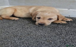 Labrador Retriever dogs for sale: Gorgeous Labrador Puppies 🐶  - Image 5
