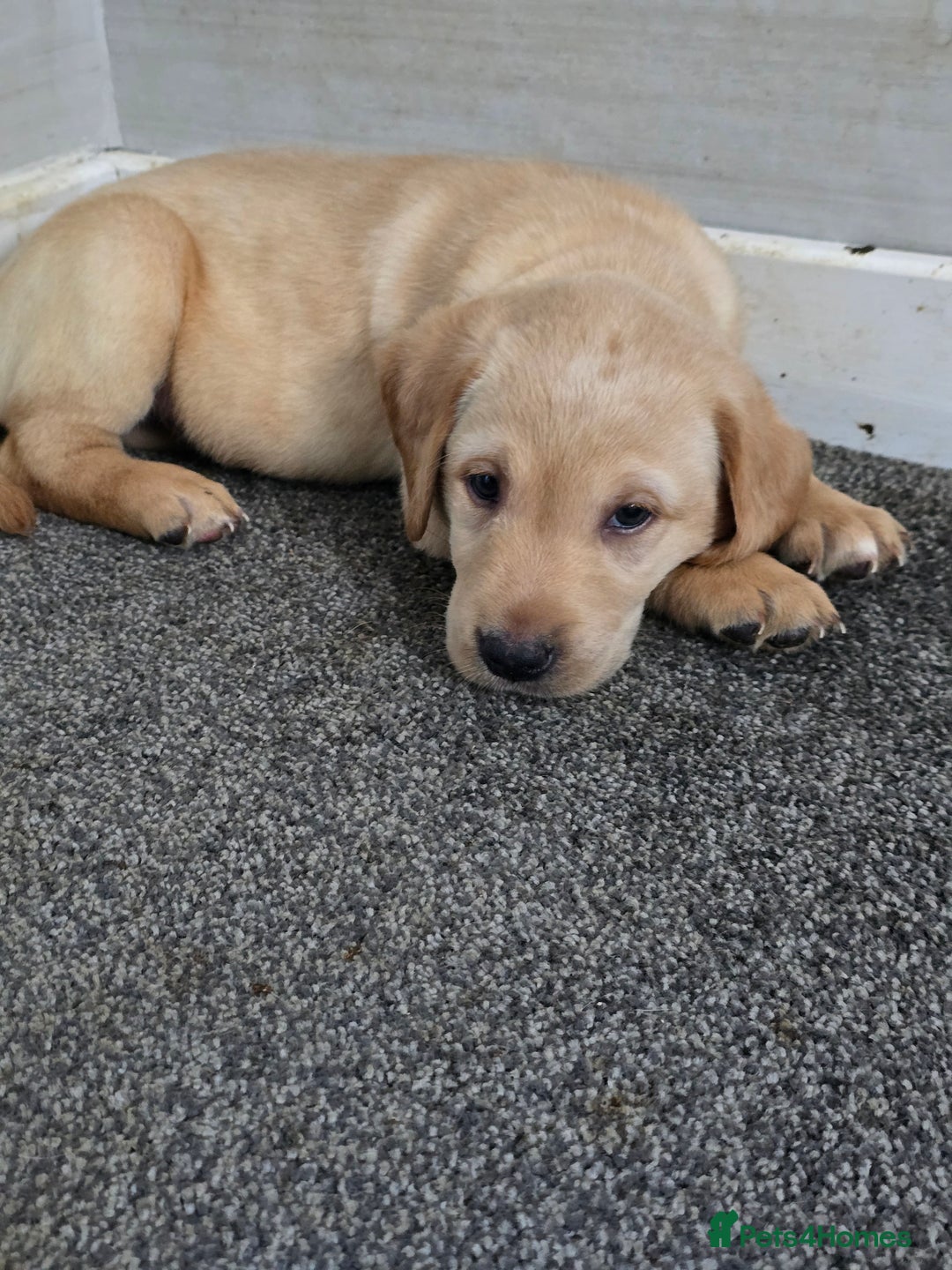Labrador Retriever dogs for sale: Gorgeous Labrador Puppies 🐶  - Image 5