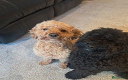 Mixed Breed dogs for sale: Betsy and Willow - Image 9
