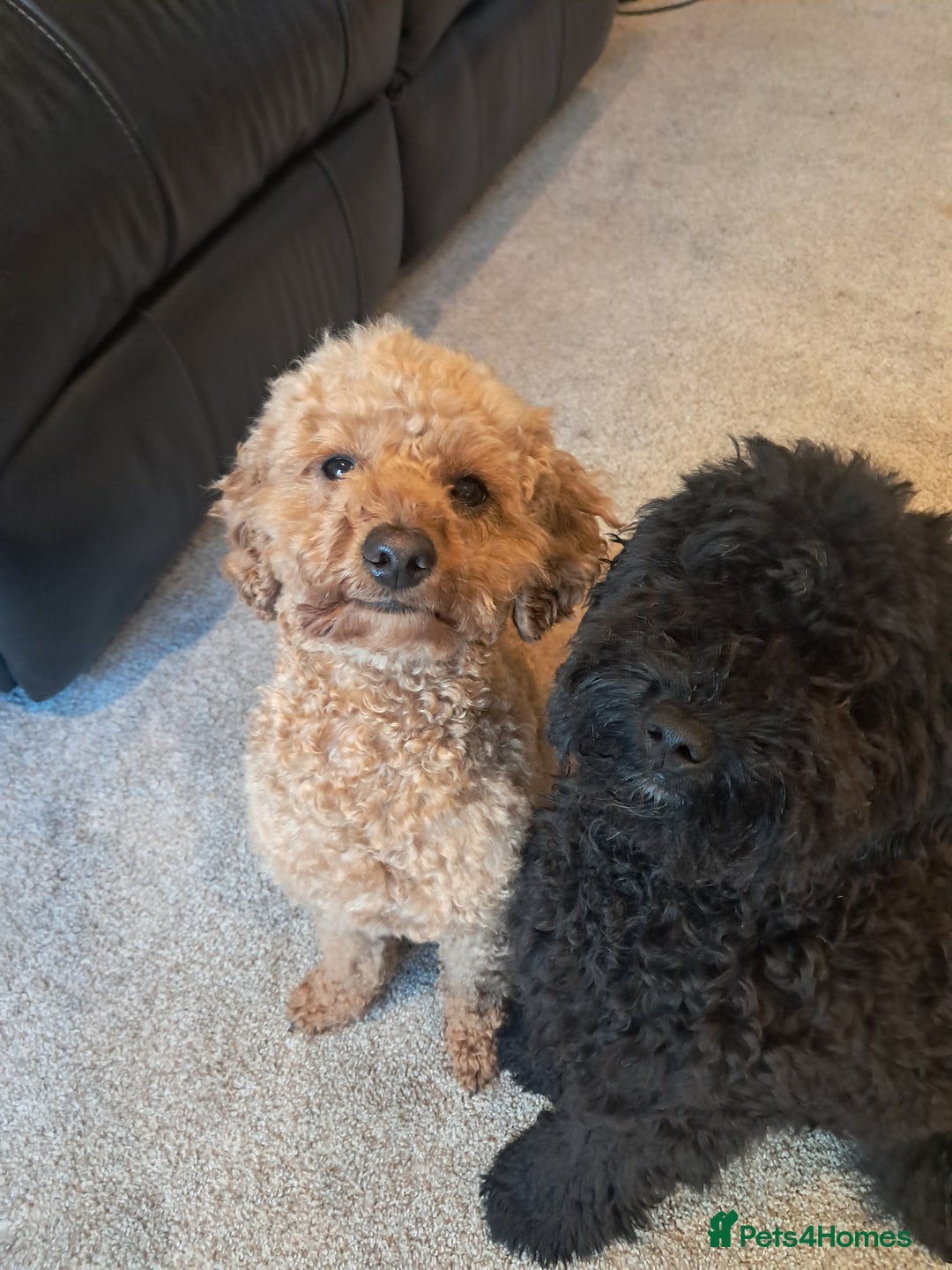Mixed Breed dogs for sale: Betsy and Willow - Image 9