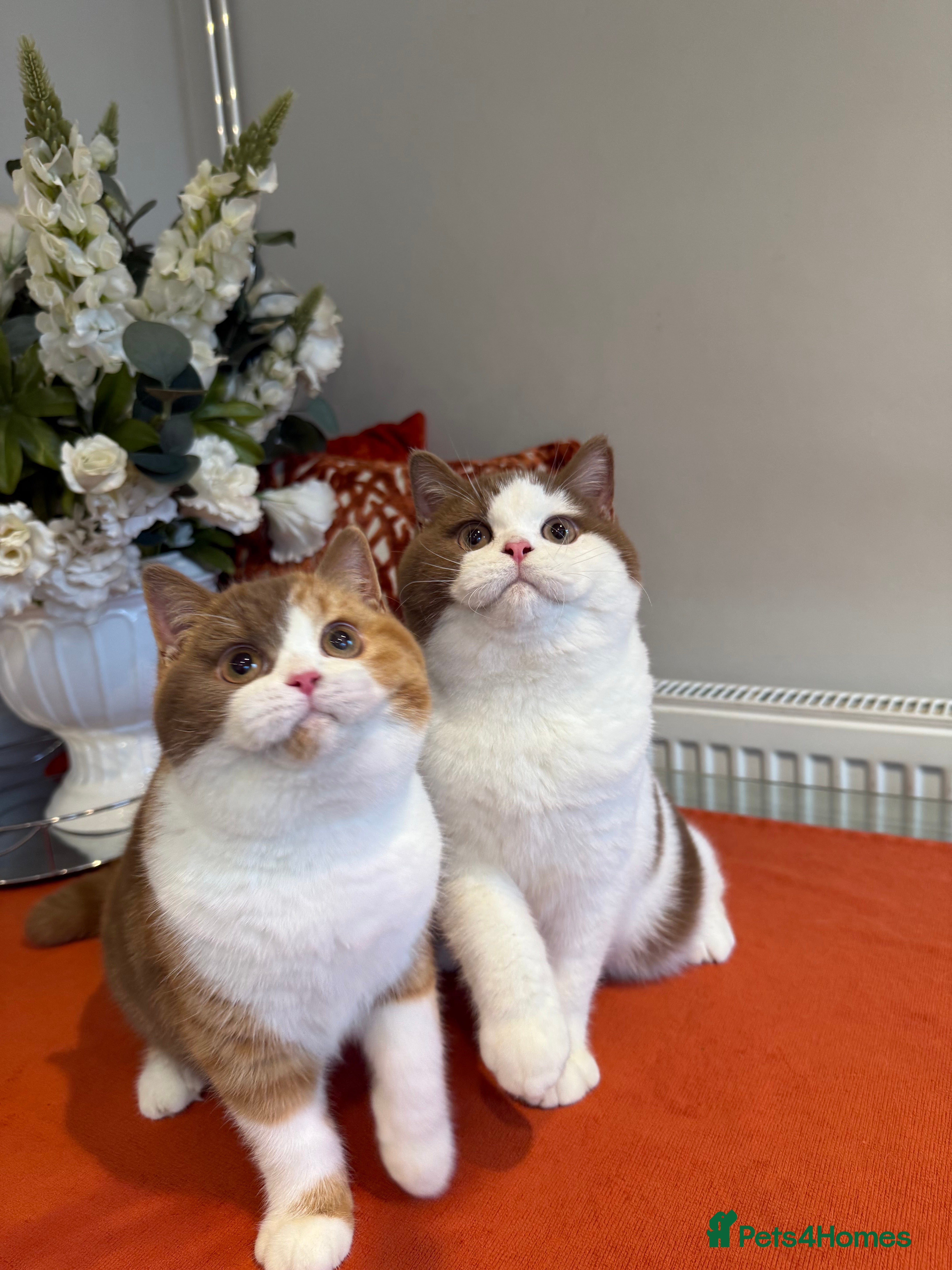 British Shorthair cats British shorthair kittens - Advert 3