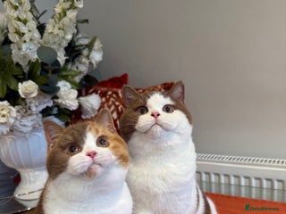 British Shorthair cats British shorthair kittens - Advert 3