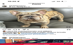 French Bulldog dogs for sale: Male French bulldog carrying Pink, Blue & fluffy - Image 6