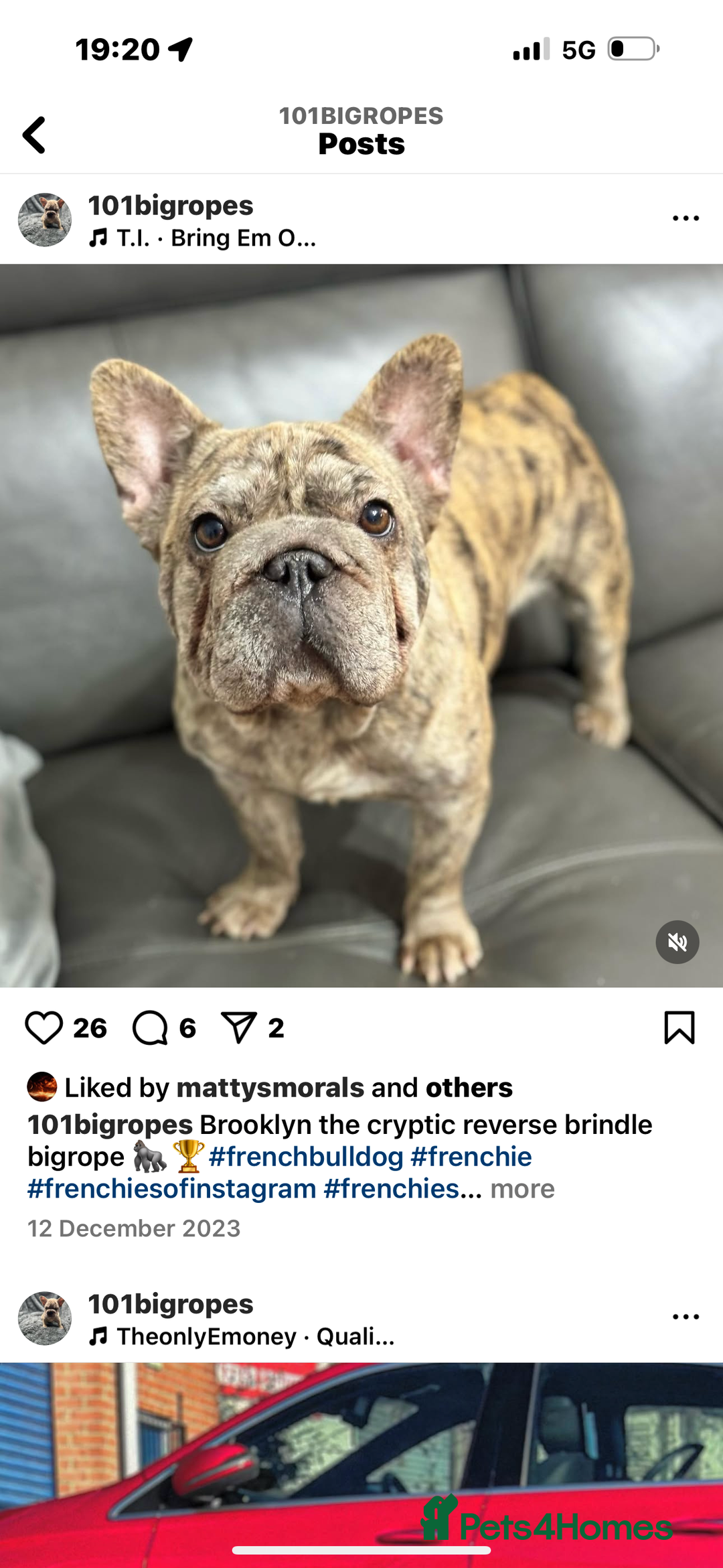 French Bulldog dogs for sale: Male French bulldog carrying Pink, Blue & fluffy - Image 6