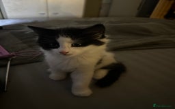 Mixed Breed cats for sale: 4 beautiful male kittens needing homes - Image 5