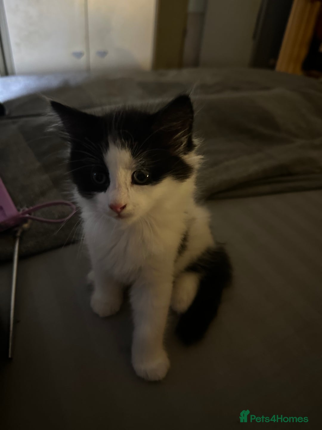 Mixed Breed cats for sale: 4 beautiful male kittens needing homes - Image 5