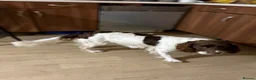 English Springer Spaniel dogs for sale: Litter of springer spaniel puppies!  - Advert 3
