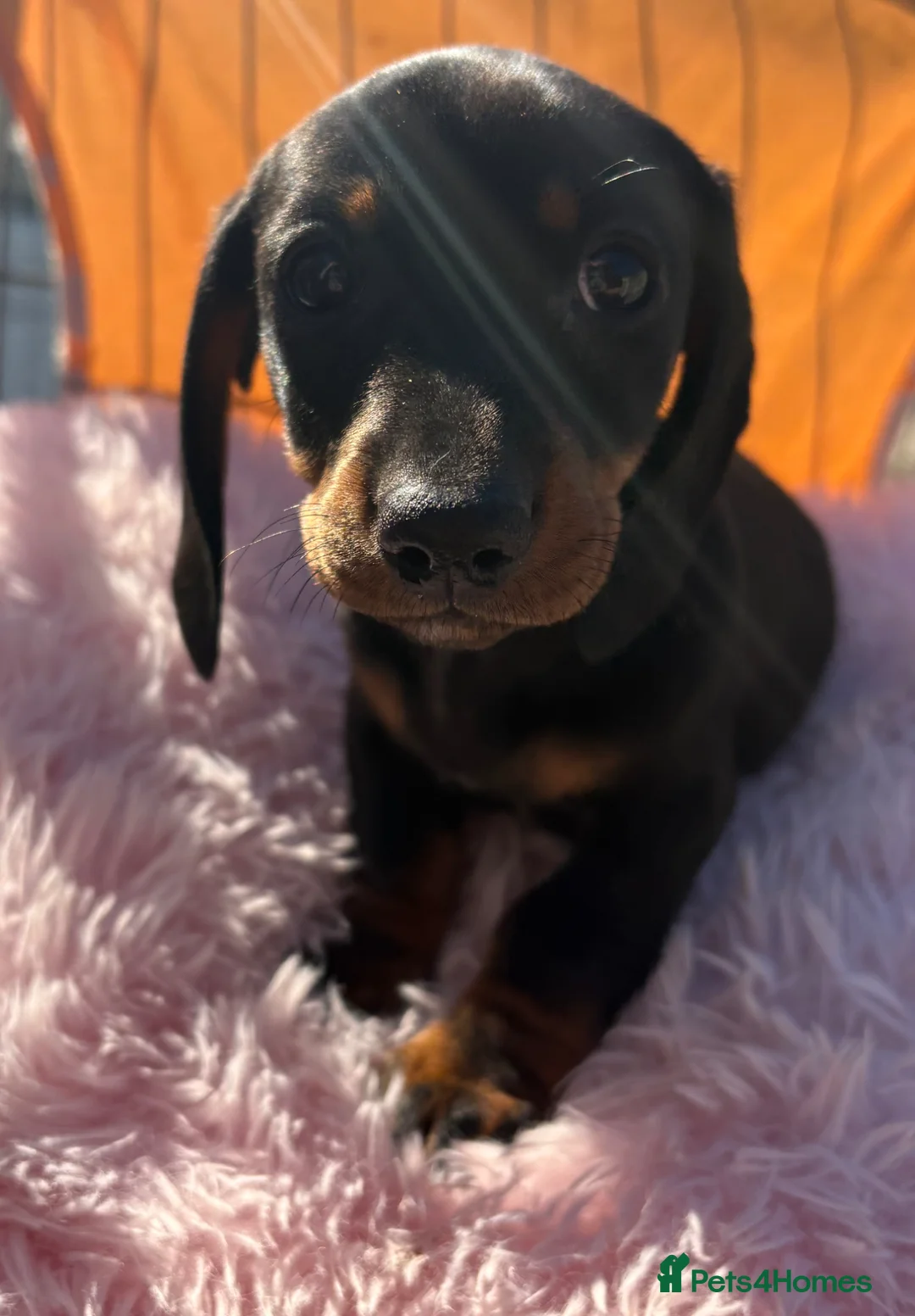 Miniature Dachshund dogs for sale: Miniature dachshund  - Advert 2