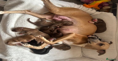 Mixed Breed dogs Greyhound/Whippet Pups - Advert 4