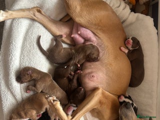 Mixed Breed dogs for sale: Bull Greyhound/Whippet Pups - Advert 1