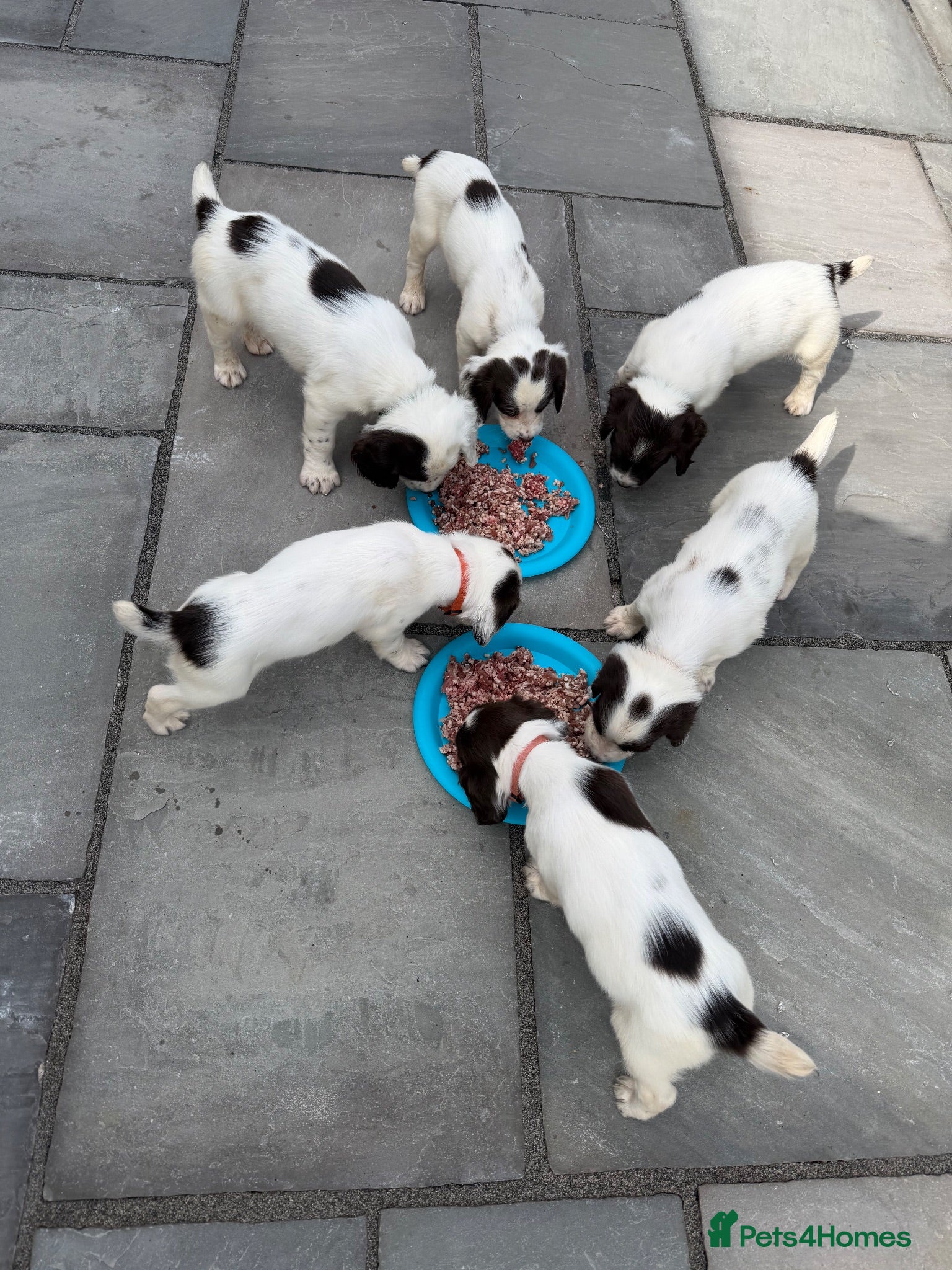 English Springer Spaniel dogs Quality English Working Springer Spaniel Puppies - Advert 1