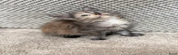 Maine Coon cats for sale: Beautiful Baby Maine Coon Kittens - Advert 17