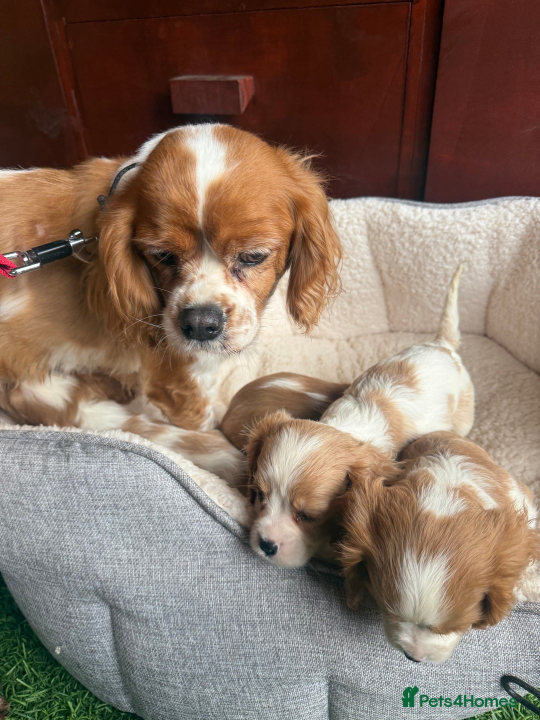 Cavalier King Charles Spaniel dogs for sale: King charles cavalier - Image 5