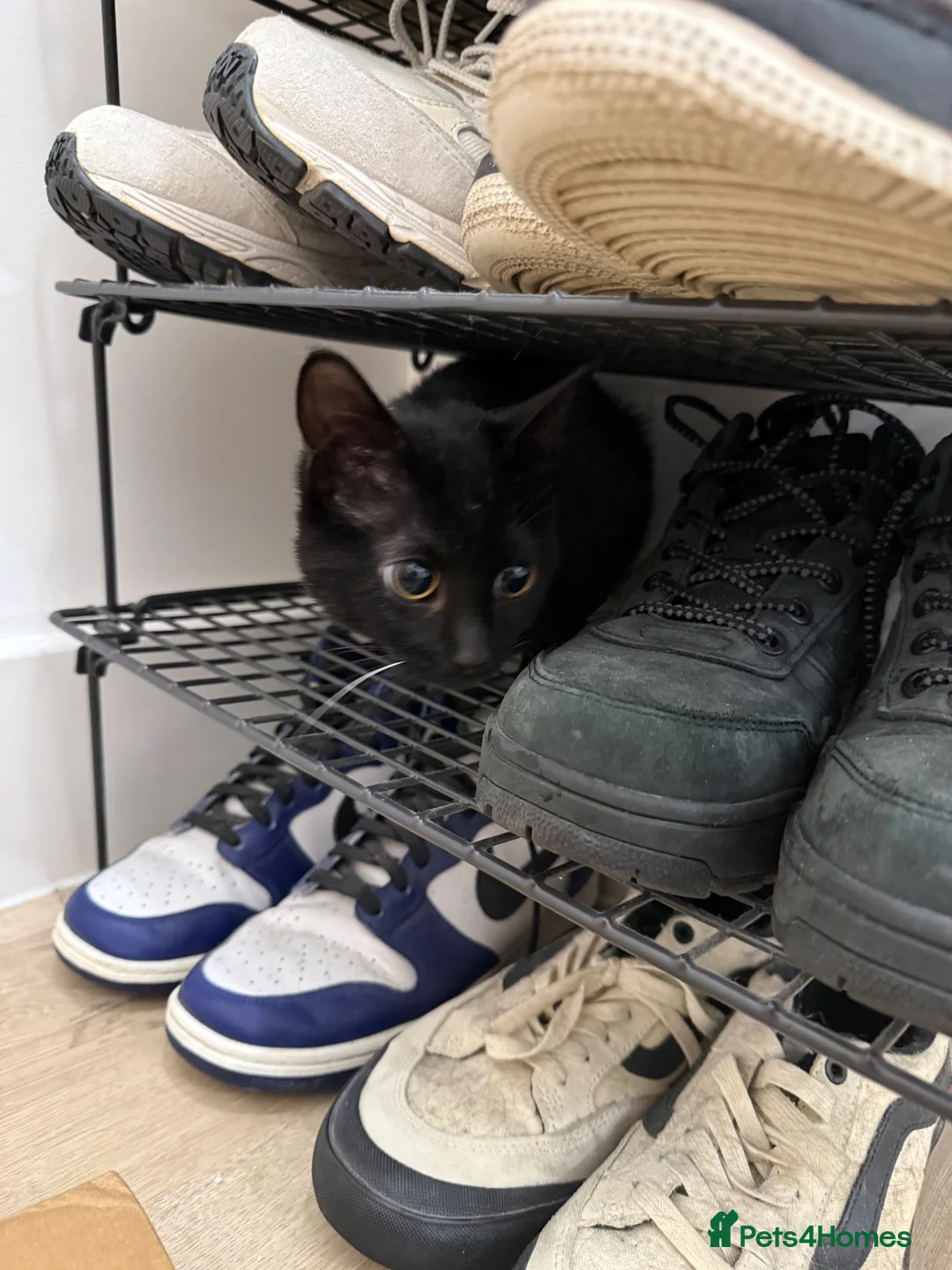 Domestic Shorthair cats for sale: Kiki  - Advert 3