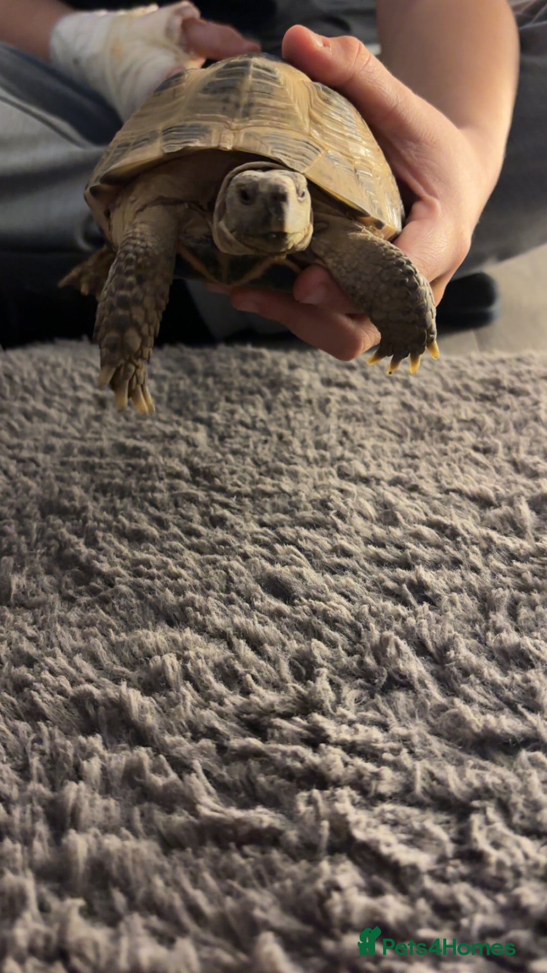 Tortoise reptiles for sale: Horsefield tortoise  - Advert 3
