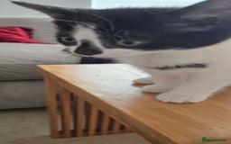 Mixed Breed cats for sale: Heart-Marked & Beautiful Kittens Ready - Image 8
