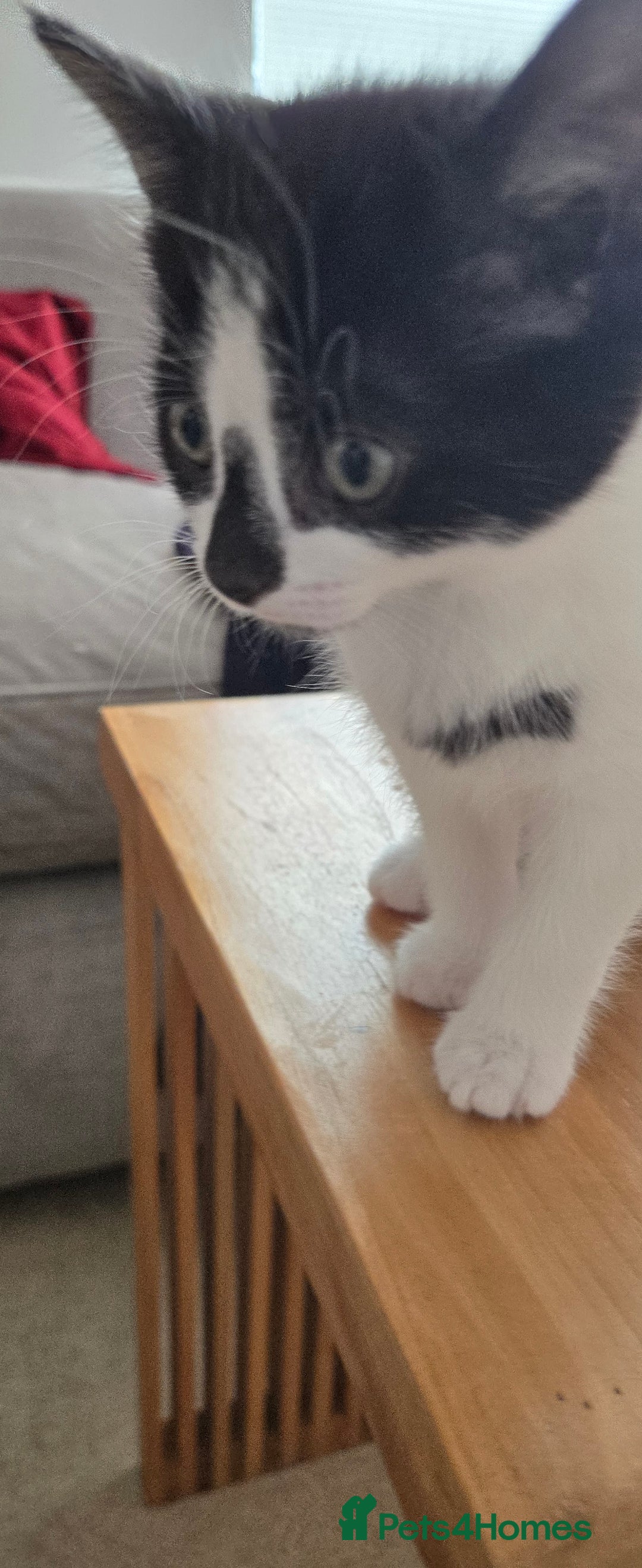 Mixed Breed cats for sale: Heart-Marked & Beautiful Kittens Ready - Image 8