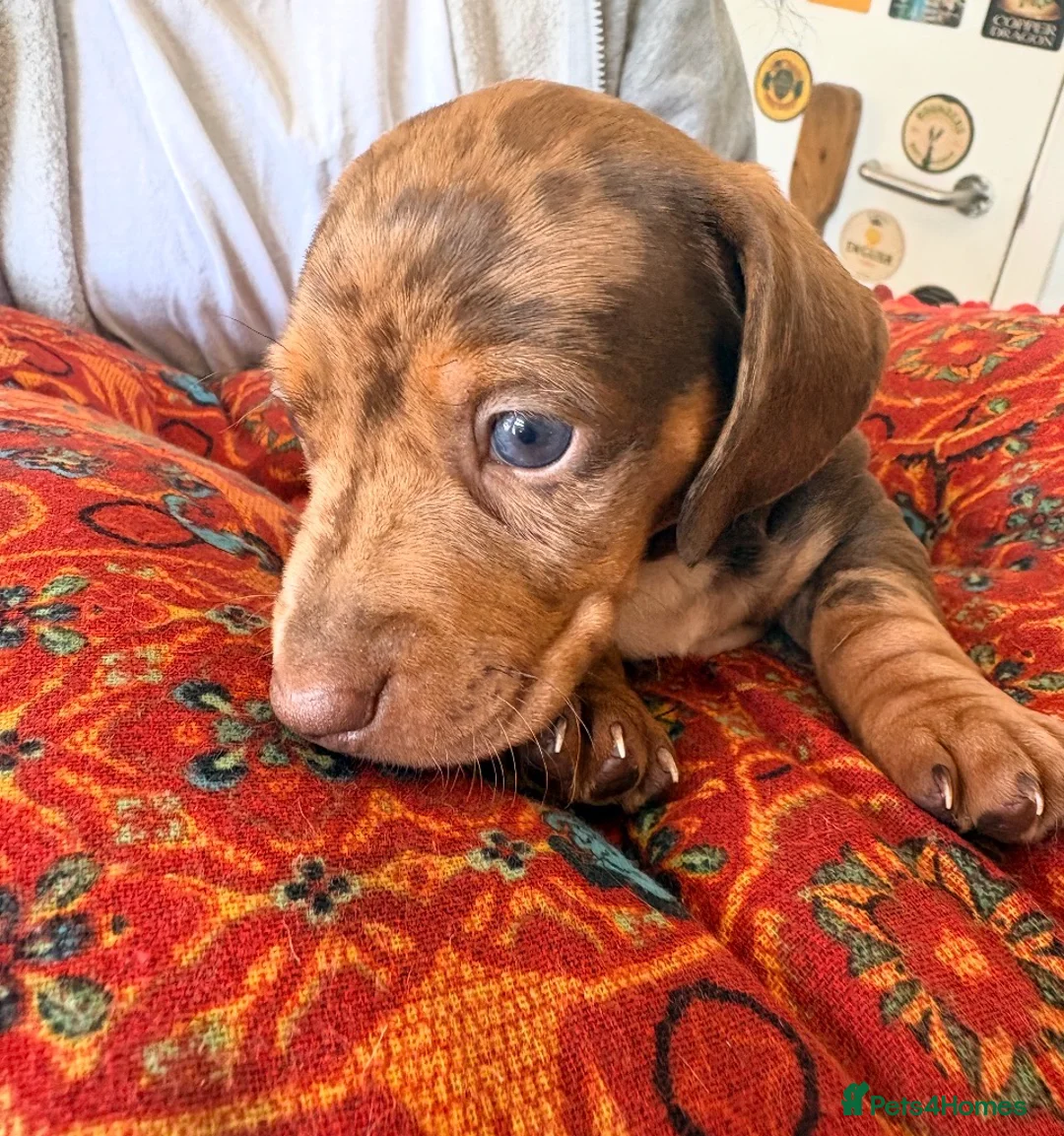 Dachshund dogs for sale: Beautiful dachshund pups in Plymouth - Advert 1