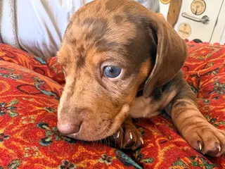 Dachshund dogs Beautiful dachshund pups - Advert 1