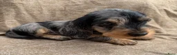 Miniature Dachshund dogs for sale: Miniature wire haired dachshunds 🐶 - Advert 12