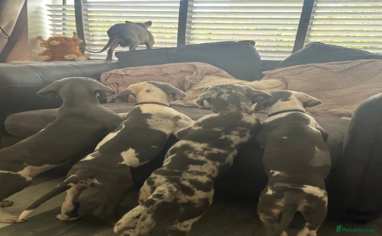 Great Dane dogs - Advert 1