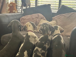 Great Dane dogs - Advert 1