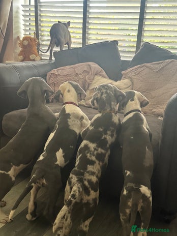 Great Dane dogs - Advert 1