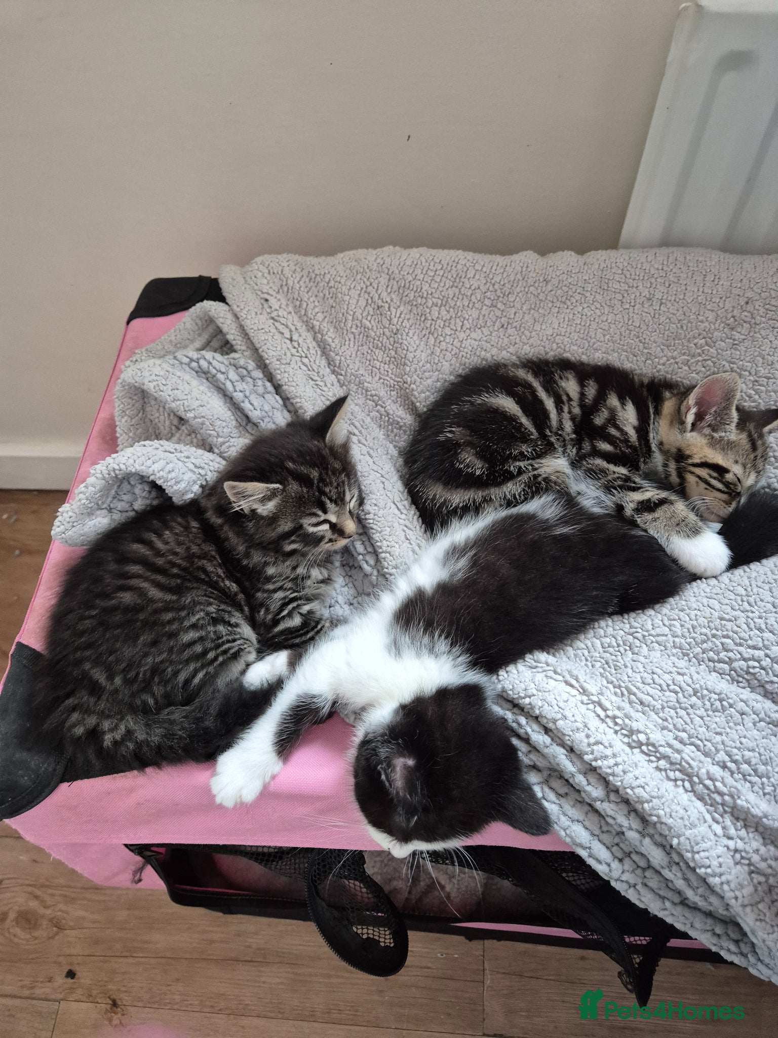 British Shorthair cats for sale: X2 mummys with kittens in London - Advert 7
