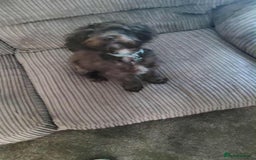 Jackapoo dogs for sale: Cadbury for Rehoming - Image 2