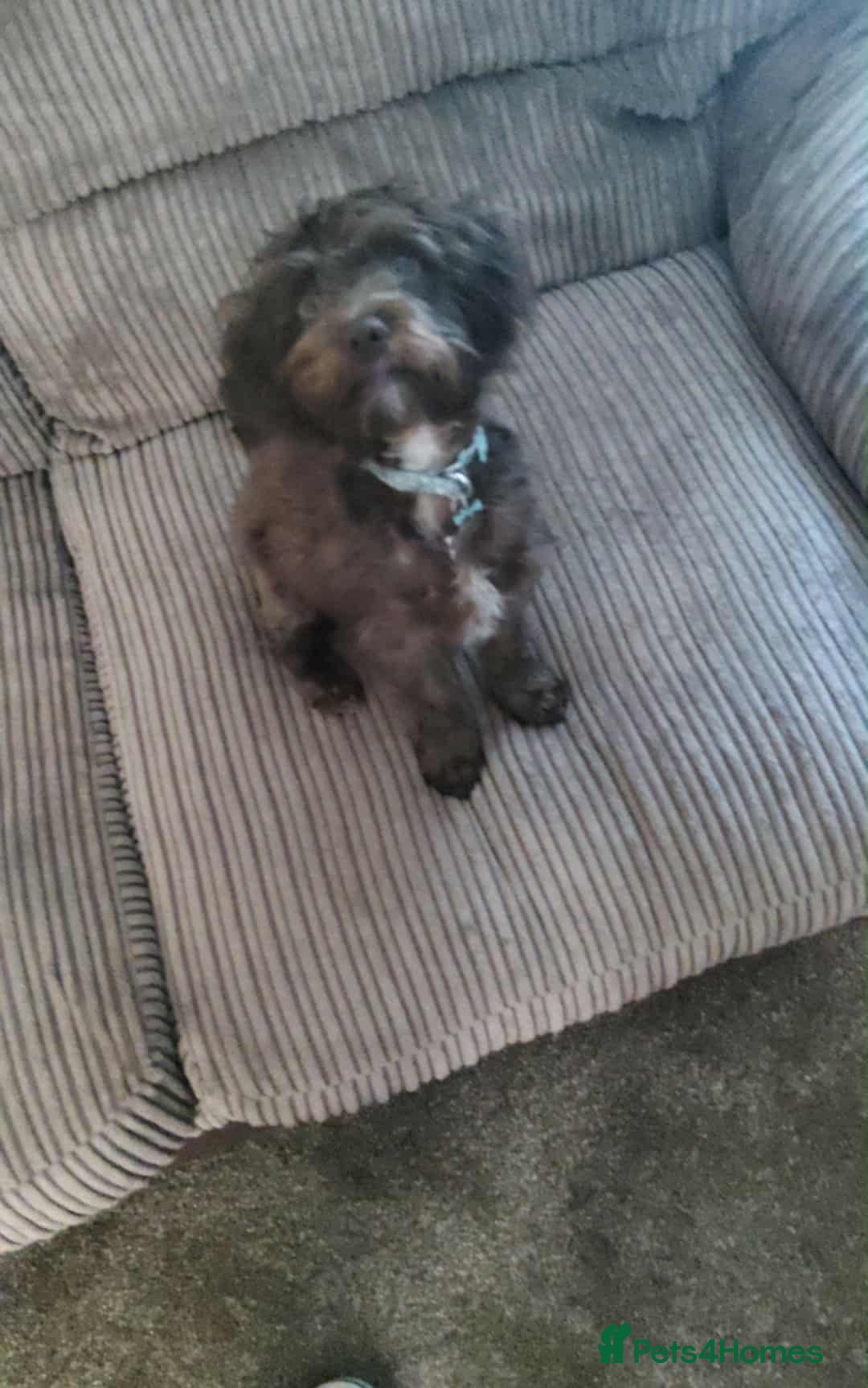 Jackapoo dogs for sale: Cadbury for Rehoming - Image 2