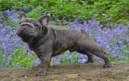 French Bulldog dogs for stud:  Elite Micro  Blue Frenchie Stud - Image 23