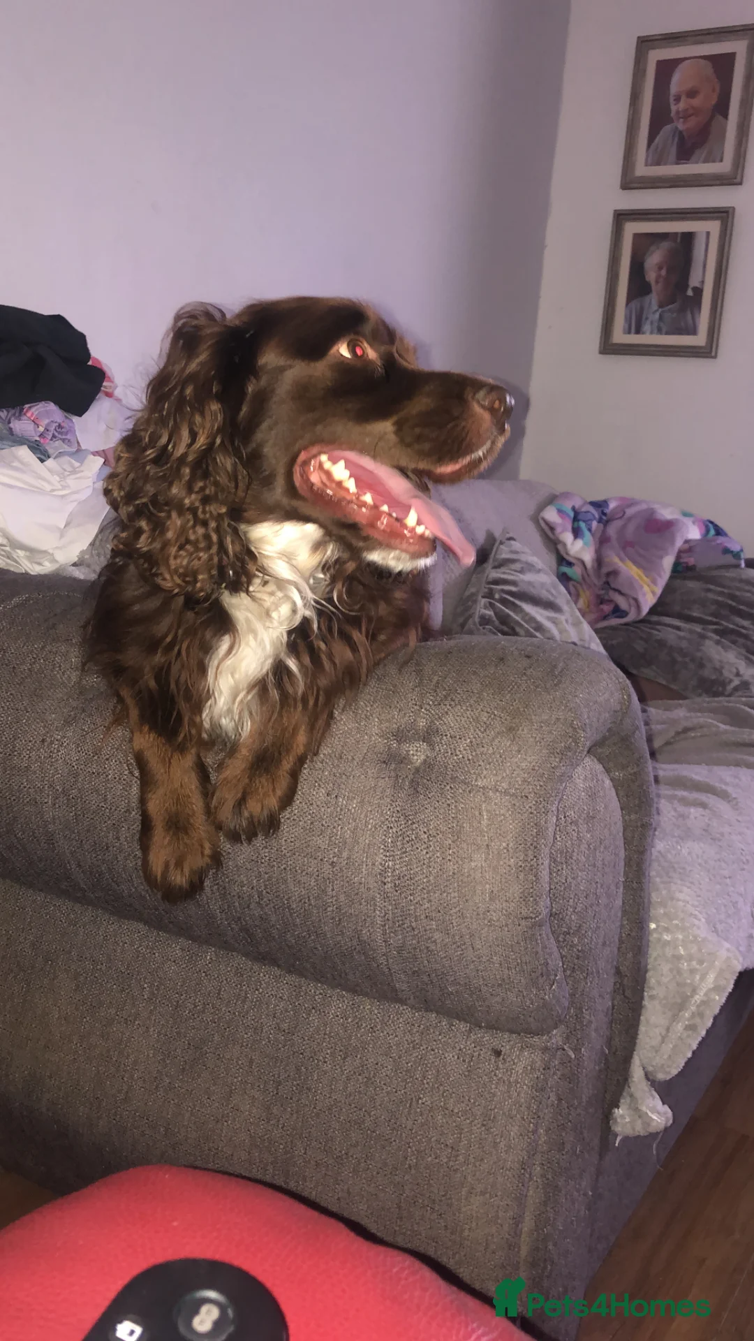 Cocker Spaniel dogs for sale: Cocker spaniel in Coventry - Advert 6