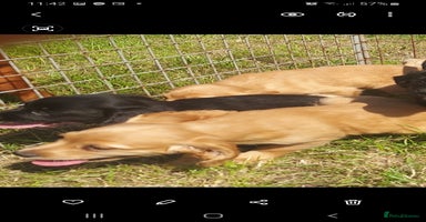 Cocker Spaniel dogs - Advert 14
