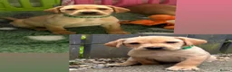 Labrador Retriever dogs for sale: 2 beautiful kc labrador boys  - Advert 13