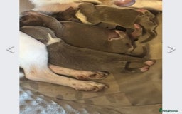 Chihuahua dogs for stud: Proven Lilac KC registered chihuahua for stud  in Liverpool - Image 20