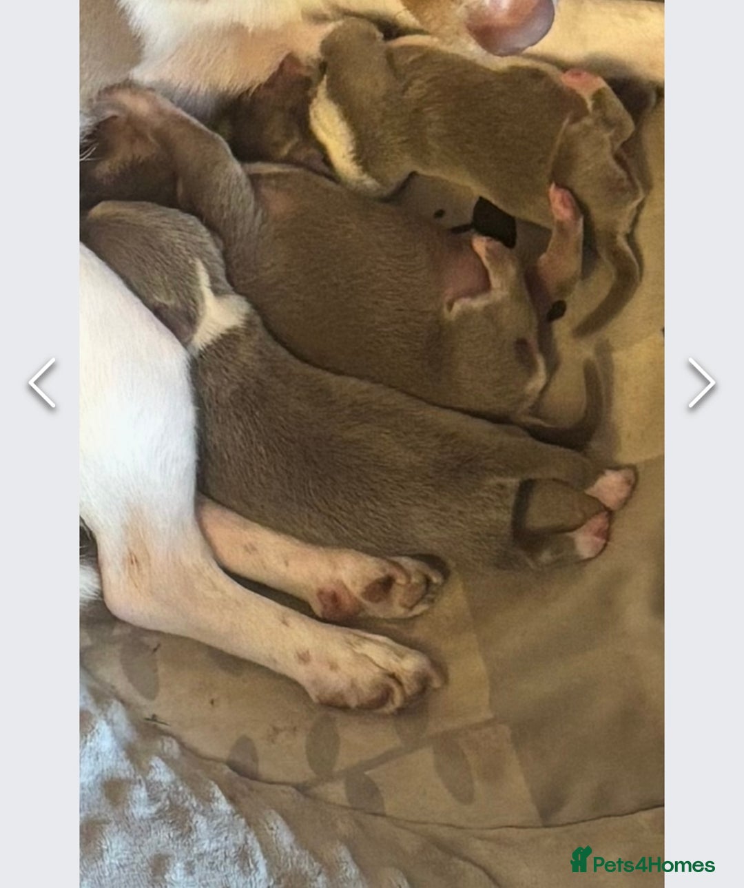 Chihuahua dogs for stud: Proven Lilac KC registered chihuahua for stud  in Liverpool - Image 20