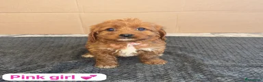 Cavapoo 3