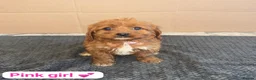 Cavapoo dogs for sale: Beautiful Cavapoo Puppies🐶❤️ - Advert 9