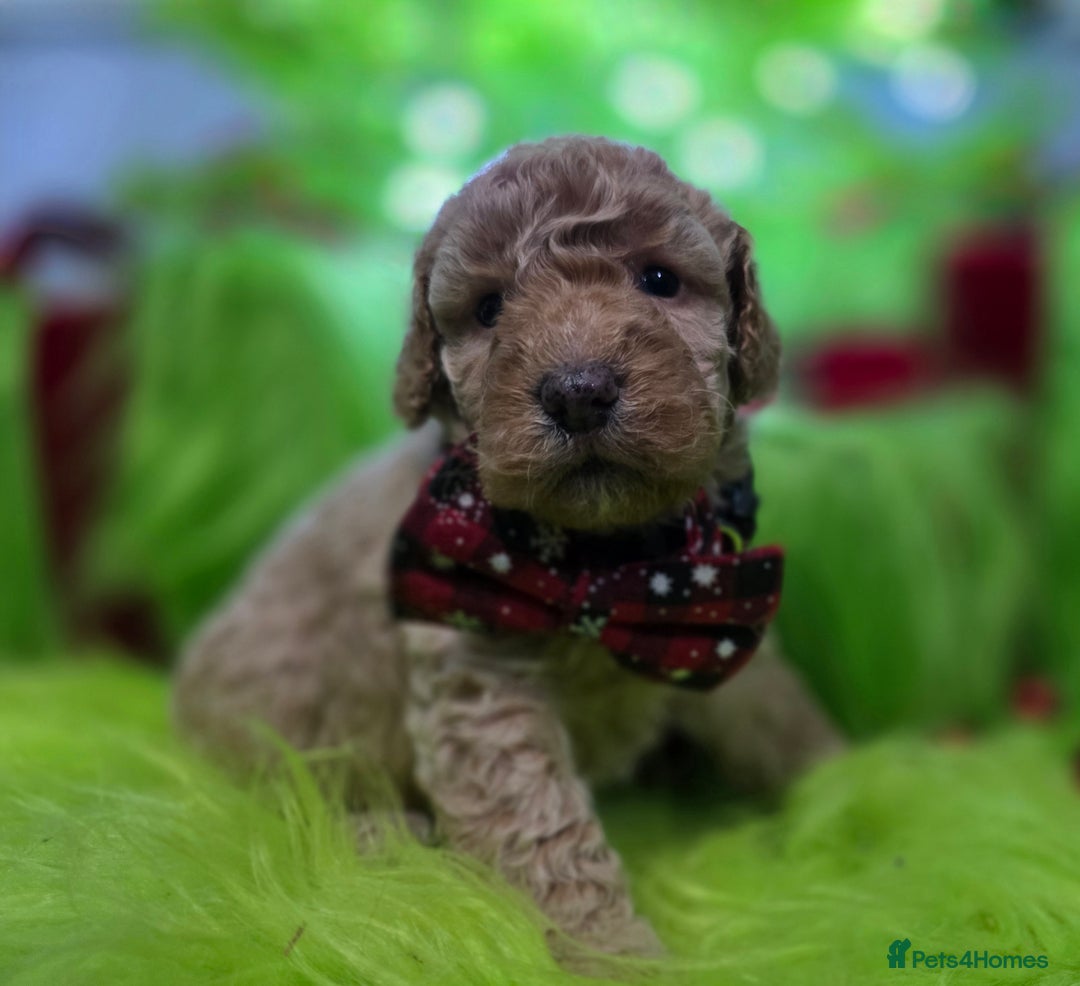 Cockapoo dogs for sale: Ready Now - 2 Lovely Cockapoo Puppies Remaining  - Advert 5